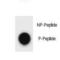 Autophagy Related 13 antibody, LS-C157560, Lifespan Biosciences, Dot Blot image 