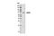 Glutamine-Fructose-6-Phosphate Transaminase 2 antibody, 6917S, Cell Signaling Technology, Western Blot image 