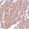 Calpain antibody, MA5-16326, Invitrogen Antibodies, Immunohistochemistry frozen image 