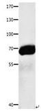 Alpha Fetoprotein antibody, orb107315, Biorbyt, Western Blot image 