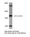 Jun Proto-Oncogene, AP-1 Transcription Factor Subunit antibody, AP06514PU-N, Origene, Western Blot image 