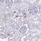 Alpha-1-B Glycoprotein antibody, NBP2-33419, Novus Biologicals, Immunohistochemistry paraffin image 