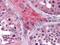 Apolipoprotein O antibody, NBP1-28870, Novus Biologicals, Immunohistochemistry paraffin image 