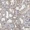 CAP-Gly domain-containing linker protein 2 antibody, HPA020430, Atlas Antibodies, Immunohistochemistry paraffin image 