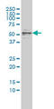 CASP8 And FADD Like Apoptosis Regulator antibody, LS-B5753, Lifespan Biosciences, Western Blot image 