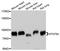 Signal Transducer And Activator Of Transcription 5A antibody, A11779, ABclonal Technology, Western Blot image 