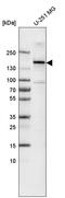 RAS Protein Activator Like 2 antibody, HPA018805, Atlas Antibodies, Western Blot image 