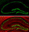 RNA Binding Fox-1 Homolog 3 antibody, GTX132974, GeneTex, Immunohistochemistry frozen image 