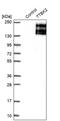 Tau Tubulin Kinase 2 antibody, PA5-53728, Invitrogen Antibodies, Western Blot image 