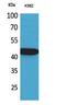 C-X3-C Motif Chemokine Ligand 1 antibody, STJ96719, St John