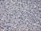 Prolactin antibody, LS-C114804, Lifespan Biosciences, Immunohistochemistry frozen image 