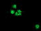 Neuroplastin antibody, TA504452, Origene, Immunofluorescence image 