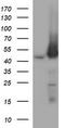 MEK1/2 antibody, TA506012, Origene, Western Blot image 
