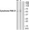 Cytochrome P450 Family 21 Subfamily A Member 2 antibody, abx015133, Abbexa, Western Blot image 