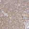 Aldehyde Dehydrogenase 1 Family Member A1 antibody, NBP1-89152, Novus Biologicals, Immunohistochemistry frozen image 