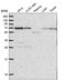 Zinc Finger Protein 786 antibody, HPA053459, Atlas Antibodies, Western Blot image 