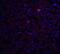 Trophinin antibody, A07575, Boster Biological Technology, Immunofluorescence image 