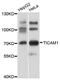 Toll Like Receptor Adaptor Molecule 1 antibody, MBS127967, MyBioSource, Western Blot image 