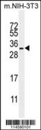 RAS Related antibody, 55-907, ProSci, Western Blot image 