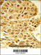 E2F Transcription Factor 5 antibody, 63-739, ProSci, Immunohistochemistry paraffin image 