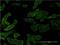 RAS P21 Protein Activator 1 antibody, H00005921-M03, Novus Biologicals, Immunofluorescence image 