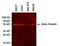 Tubulin antibody, MA5-16308-A647, Invitrogen Antibodies, Western Blot image 