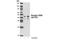 CAMP Responsive Element Binding Protein 1 antibody, 4095S, Cell Signaling Technology, Western Blot image 