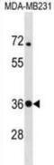 STX4 antibody, abx030581, Abbexa, Western Blot image 