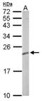 RAS Related 2 antibody, NBP1-32919, Novus Biologicals, Western Blot image 