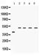 Interferon regulatory factor 2 antibody, PA5-79516, Invitrogen Antibodies, Western Blot image 