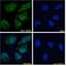 NIPBL Cohesin Loading Factor antibody, NBP1-52168, Novus Biologicals, Immunofluorescence image 