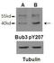 BUB3 Mitotic Checkpoint Protein antibody, PA5-37772, Invitrogen Antibodies, Western Blot image 