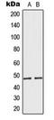 Mitochondrial Ribosomal Protein S27 antibody, LS-C354156, Lifespan Biosciences, Western Blot image 