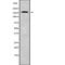 Multiple EGF Like Domains 6 antibody, abx215085, Abbexa, Western Blot image 