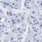 Dual Specificity Phosphatase 26 antibody, HPA018221, Atlas Antibodies, Immunohistochemistry frozen image 