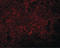 Jumonji Domain Containing 4 antibody, LS-B5035, Lifespan Biosciences, Immunofluorescence image 