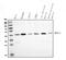 Mitogen-Activated Protein Kinase 12 antibody, A03942-1, Boster Biological Technology, Western Blot image 
