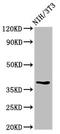 Transducer Of ERBB2, 1 antibody, LS-C671247, Lifespan Biosciences, Western Blot image 