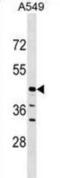 ElaC Ribonuclease Z 1 antibody, abx029625, Abbexa, Western Blot image 