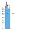 TYRO3 Protein Tyrosine Kinase antibody, AF859, R&D Systems, Western Blot image 