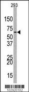 Enhancer Of Zeste 1 Polycomb Repressive Complex 2 Subunit antibody, MBS9201857, MyBioSource, Western Blot image 