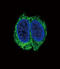 Transforming Growth Factor Beta Receptor 2 antibody, abx026476, Abbexa, Western Blot image 