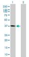 Pleckstrin 2 antibody, H00026499-B01P, Novus Biologicals, Western Blot image 