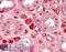 Coagulation Factor II, Thrombin antibody, LS-B11908, Lifespan Biosciences, Immunohistochemistry paraffin image 