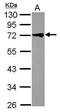 Tripartite Motif Containing 29 antibody, PA5-30488, Invitrogen Antibodies, Western Blot image 