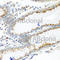 UbiA Prenyltransferase Domain Containing 1 antibody, A7640, ABclonal Technology, Immunohistochemistry paraffin image 