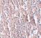 Solute Carrier Family 39 Member 5 antibody, PA5-21070, Invitrogen Antibodies, Immunohistochemistry frozen image 