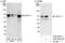 Cyclin L1 antibody, A302-058A, Bethyl Labs, Western Blot image 