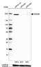 Lysine Demethylase 3B antibody, NBP1-88256, Novus Biologicals, Western Blot image 