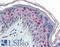 CCAAT Enhancer Binding Protein Beta antibody, LS-B2926, Lifespan Biosciences, Immunohistochemistry frozen image 